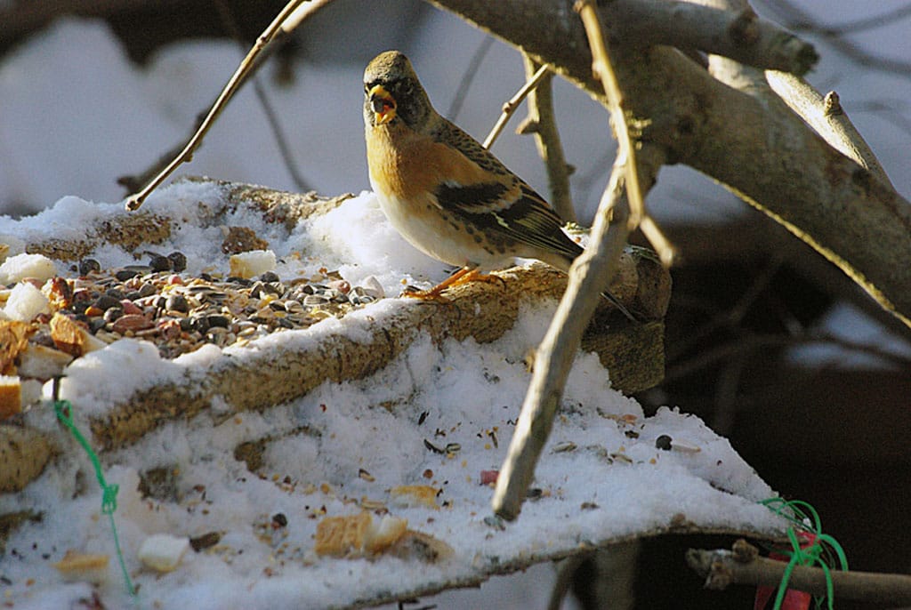 Als het wintert 2. . . Vogels