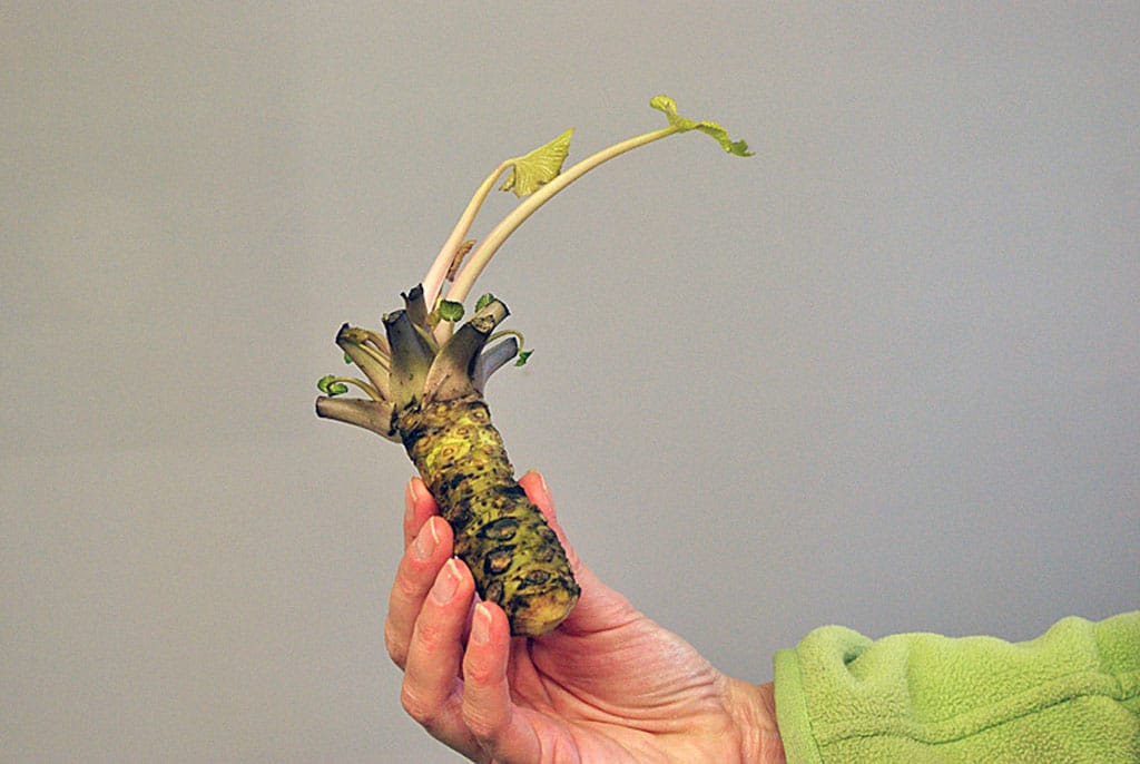 Wasabi bestaat niet, of wel?