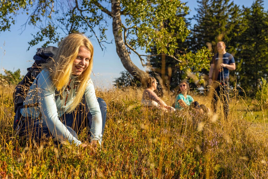 Bijzonder zoet en bijzonder groot: de blauwe bessen zijn er volop deze zomer