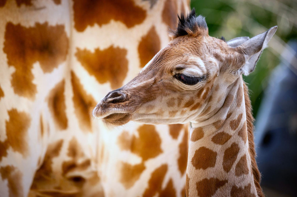 Bijna 2 meter geluk: babygiraf geboren in ZOO Planckendael